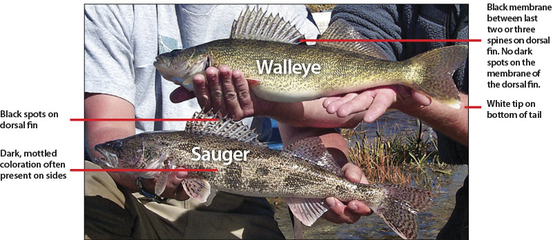 Photo of differences between Sauger and Walleye