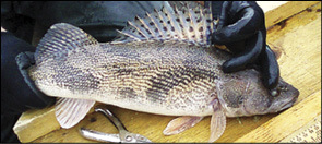 Photo of Sauger