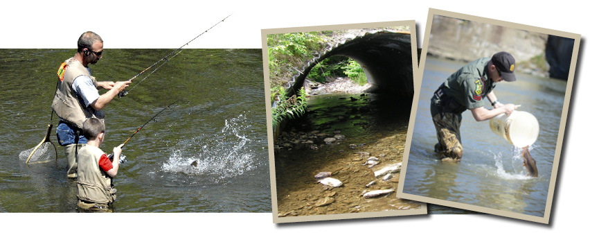 Photos of father and son fishing for trout, trout habitat and Vermont Fish & Wildlife Officer releasing a trout