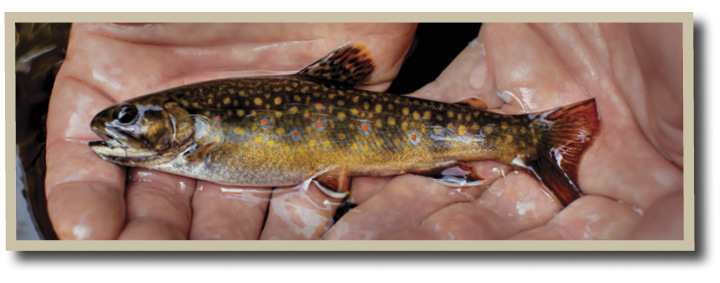 Photo of Brook Trout