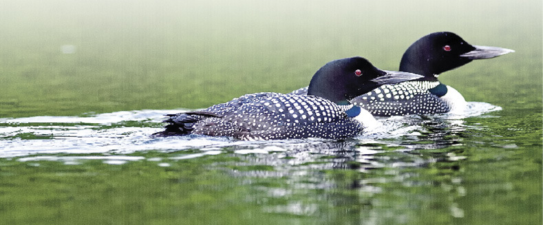 Photo of Loons (50 percent of adult loon deaths are the result of lead poisoning)