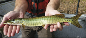 Photo of Muskellunge