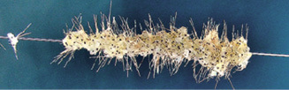 Photo of Spiny Water Flea