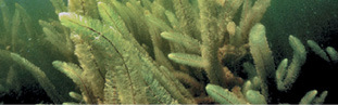 Photo of Variable-Leaf Watermilfoil