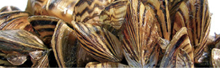 Photo of Zebra Mussel