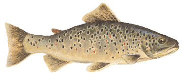 Brown Trout Illustration