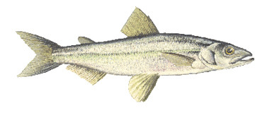 Fish Identification - Vermont Fishing | eRegulations