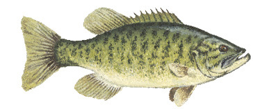 Smallmouth Bass Illustration