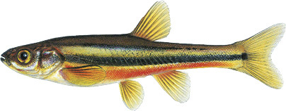 Northern Redbelly Dace Illustration